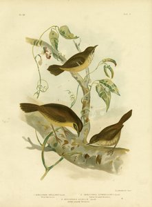 Scricciolo alleato o Scricciolo dalle sopracciglia bianche, 1891 da Gracius Broinowski